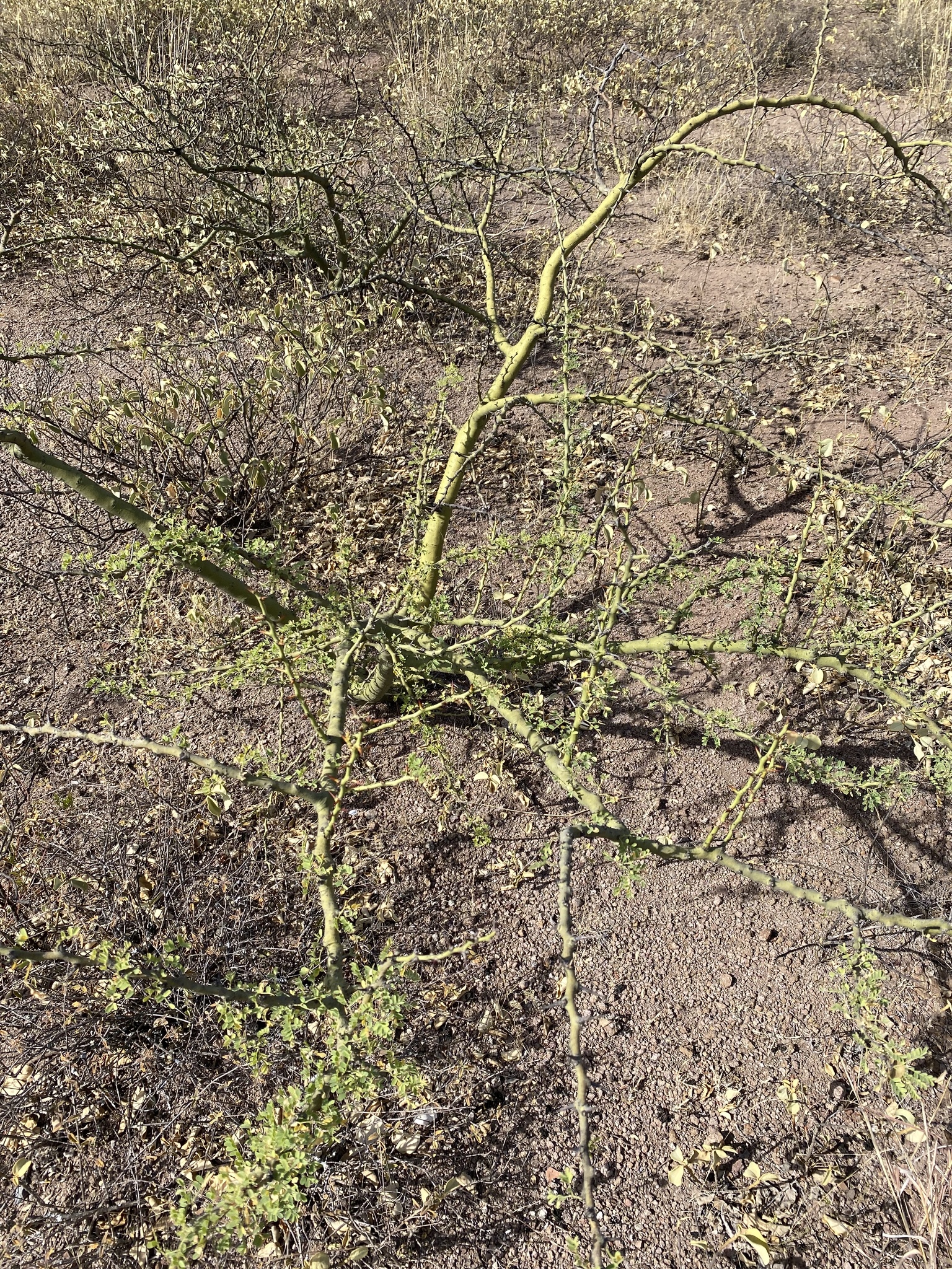 Parkinsonia image