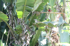 Musa balbisiana