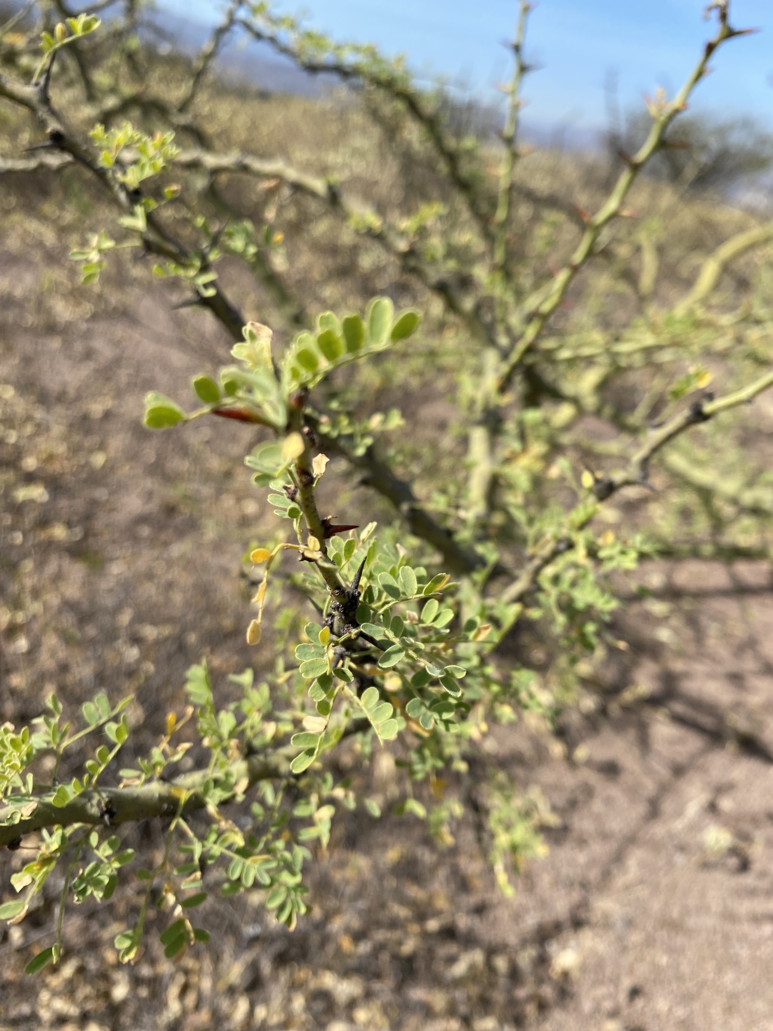 Parkinsonia praecox image