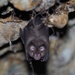 Horseshoe Bats - Photo (c) Jakob Fahr, some rights reserved (CC BY-NC), uploaded by Jakob Fahr