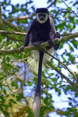 Colobus guereza matschiei