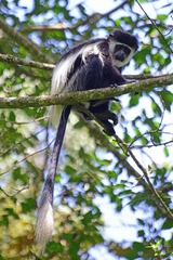 Colobus guereza matschiei