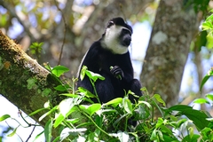 Colobus guereza matschiei