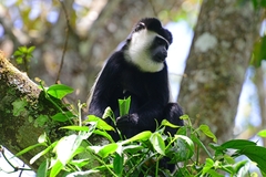 Colobus guereza matschiei