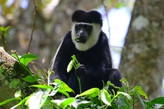 Colobus guereza matschiei