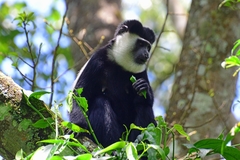 Colobus guereza matschiei