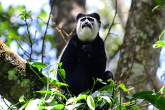 Colobus guereza matschiei