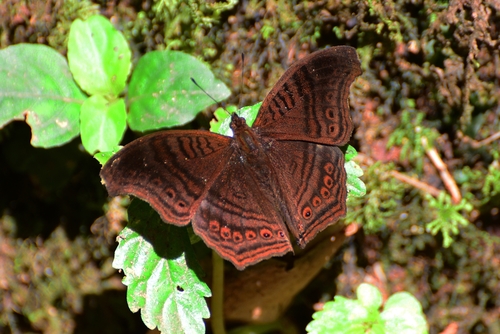 Gregori’s Brown Pansy