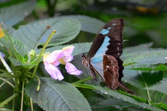 Papilio phorcas