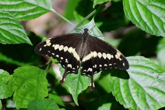 Papilio phorcas