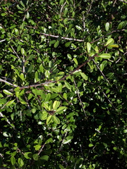 Rhamnus oleoides