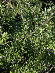 Rhamnus oleoides