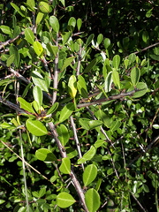 Rhamnus oleoides