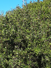 Rhamnus oleoides