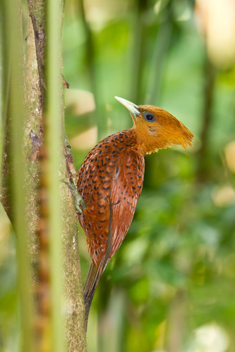 Chestnut-colored Woodpecker