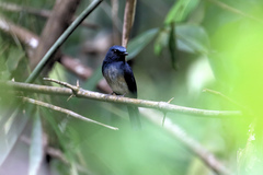 Cyornis hainanus