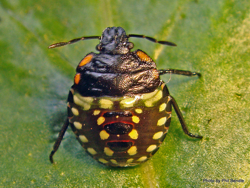 Southern Green Stink Bug