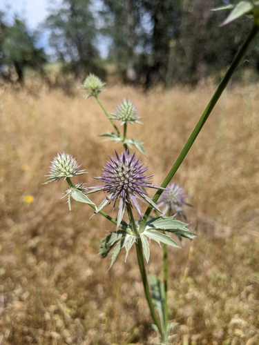 Image of Eryngium articulatum by (c) Kayla Sweeten, some rights reserved (CC BY)