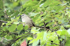 Pycnonotus flavescens