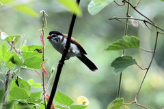 Psittiparus margaritae