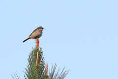 Saxicola ferreus