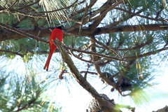 Pericrocotus ethologus