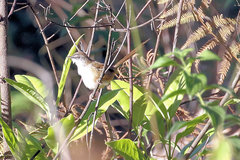 Prinia superciliaris