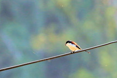 Lanius collurioides