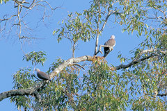 Ducula badia