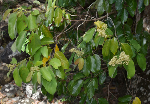 Cryptocarya vulgaris observed 2023-05-21