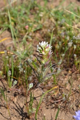 Castilleja densiflora