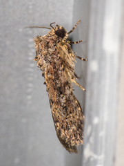 Condicinae