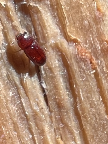 Philothermus glabriculus photo 4