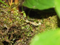 Pseudopogonogaster mirabilis