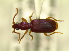 Pseudaptinus pygmaeus