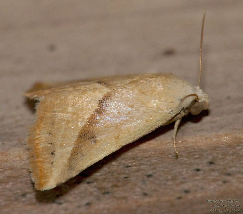 Straight-lined Seed Moth photo 4