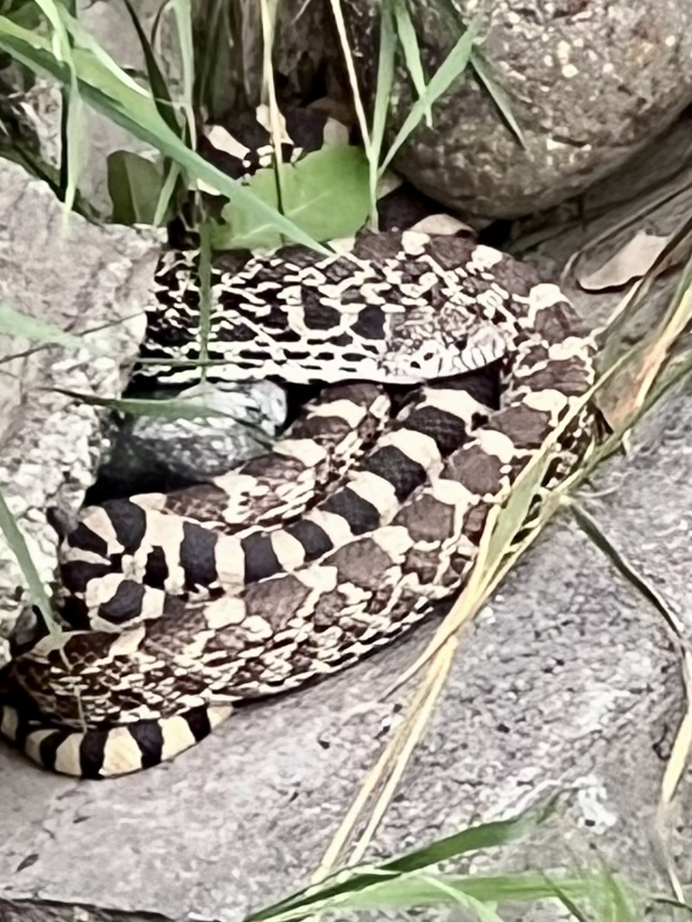 Gopher Snake from Elysian Rd, Billings, MT, US on July 3, 2023 at 0528