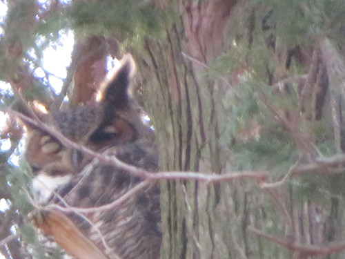 Eastern Great Horned Owl photographed in Connecticut