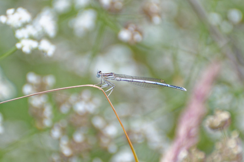 Blue Featherleg photo 4
