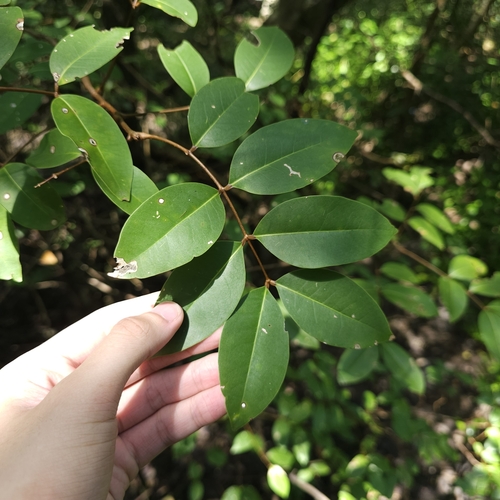 Image of Xylocarpus moluccensis by (c) pbsg, some rights reserved (CC BY)