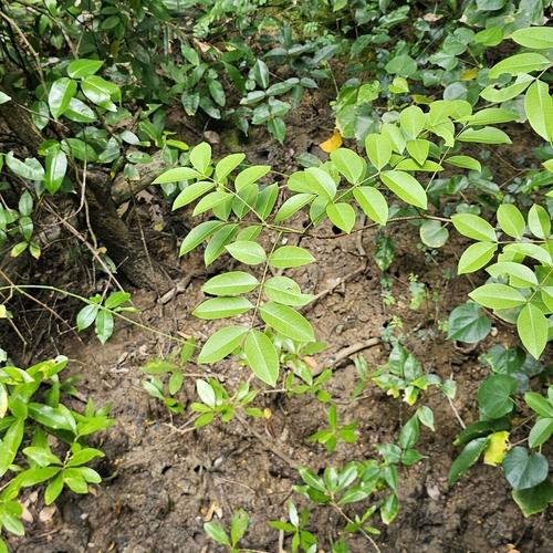 Image of Xylocarpus moluccensis by (c) pbsg, some rights reserved (CC BY)