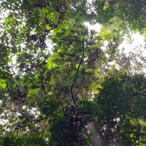 entawak (Artocarpus anisophyllus)