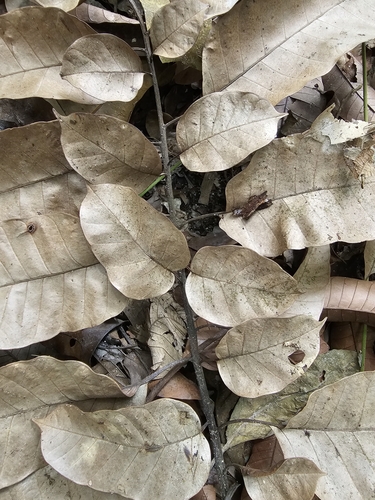 Image of Artocarpus anisophyllus by (c) pbsg, some rights reserved (CC BY)