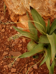 Hypoxis galpinii