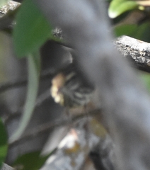 Parkesia noveboracensis image