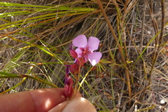 Drosera glabripes