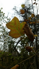 Liriodendron tulipifera image