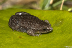 Elachistocleis bicolor