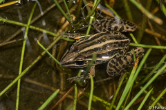 Leptodactylus gracilis