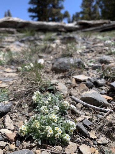 bristlecone cryptantha (Cryptantha roosiorum)